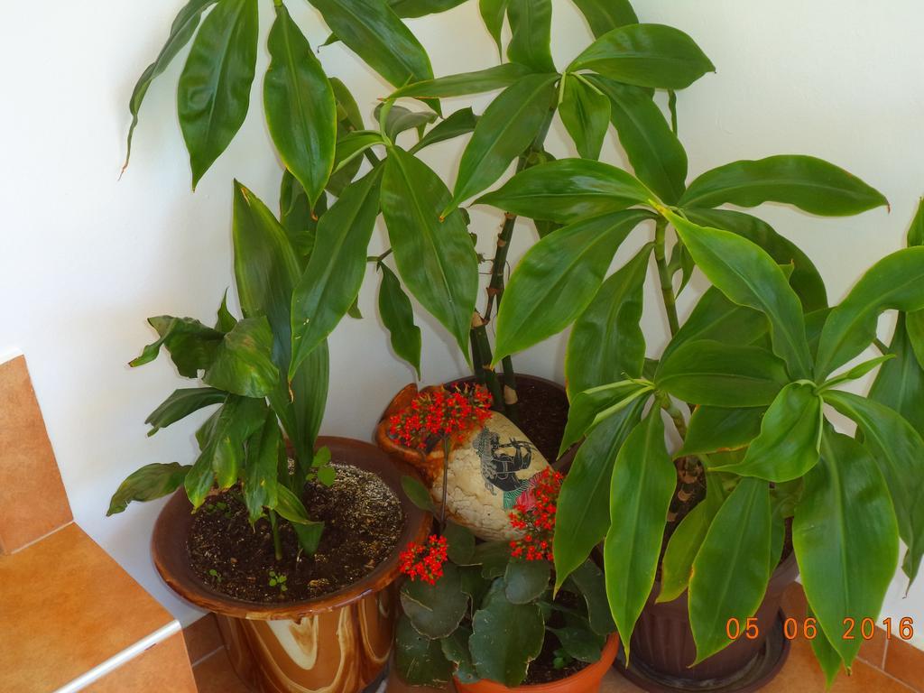 Sveti Georgi Guest House 索佐波尔 外观 照片